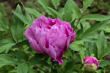 Peony Flower Paeonia Suffruticosa