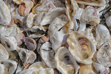 tas de coquilles d'huîtres et coquillage secs sur la plage