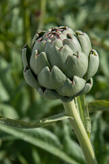 Obraz premium artichaut en gros plan dans le potager