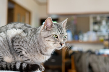 見つめる猫　サバトラ猫