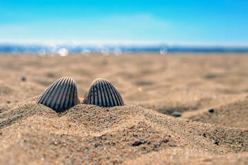 Fototapeta na wymiar Two shells partially buried in the sand in Poland