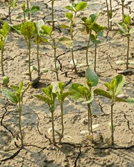 Closeup of soil, crops farmland.  Drought affecting crop production concept