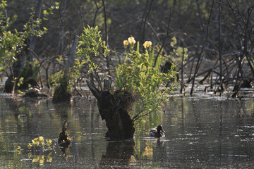 DUCK - Wild bird swims on the pond