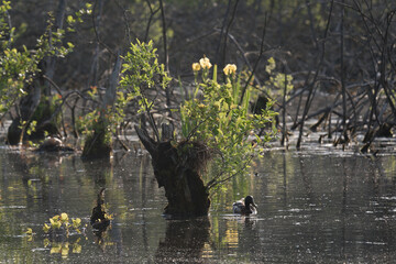 Obraz na płótnie Canvas DUCK - Wild bird swims on the pond