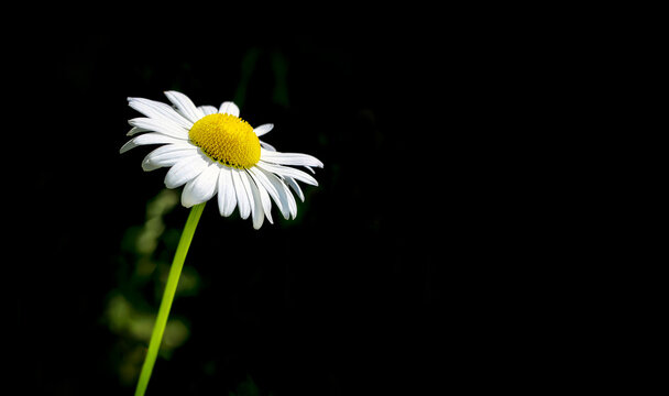 White daisy on a black background with green reflections