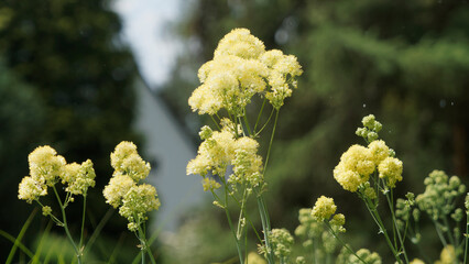 (Thalictrum flavum) Schwefelgelben Blütenrispen von Gelben Wiesenrauten mit ihrem silbrig-blaugrünen Laubblätter