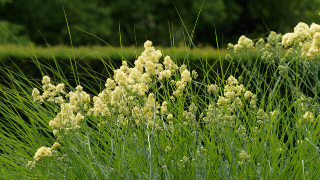 Thalictrum flavum oder Gelbe Wiesenraute mit Rispenbl&uuml;tenstanden auf hohen Stielen die sich im Wind biegen