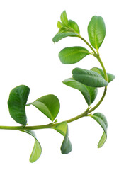 Boxwood branch isolated on white background. Green boxwood sprig. Buxus with clipping path.