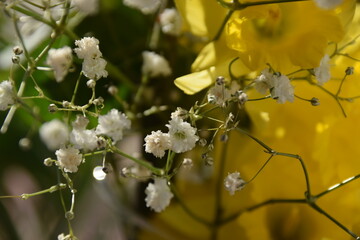 Jolies Jonquilles composition avec 
Gypsophile