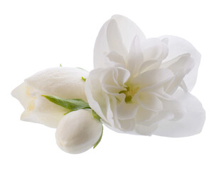 Fototapeta na wymiar Jasmine flower, isolated on white background. White terry jasmine flowers.