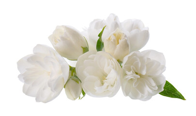 Naklejka na ściany i meble Jasmine flower, isolated on white background. White terry jasmine flowers.