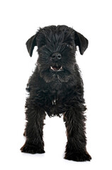 black miniature schnauzer in studio