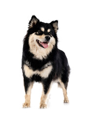 Finnish Lapphund in studio