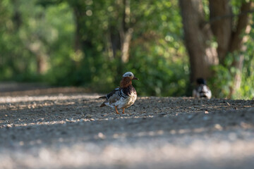 MANDARIN DUCK - Wild bird walking on the couseway