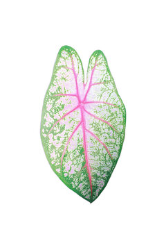 Bonsi, the King of Kaiser Caladium Bicolor.