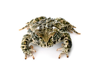 Fototapeta premium Natterjack toad in studio