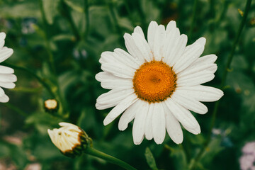 Fototapeta premium daisy flower