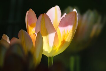 gelbe Tulpen im Sonnenlicht