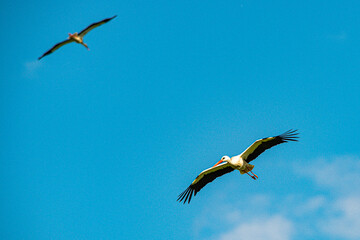Storch im Flug
