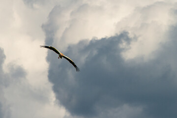 Storch im Flug