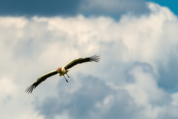 Storch im Flug
