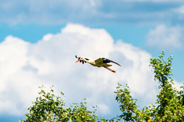 Storch im Flug