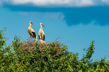 Storch im Horst mit Küken