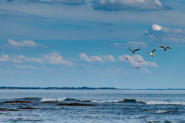 Fototapeta na wymiar paysage marin avec vol de goélands 