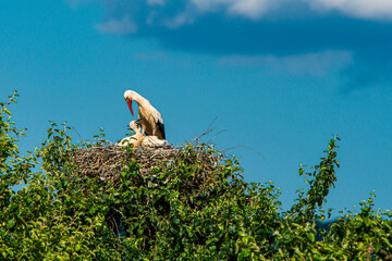 Storch im Horst mit Küken