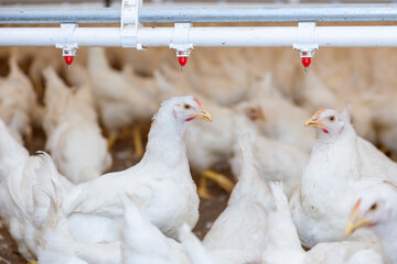 white young chickens livestock in poultry farm © korhan oztunc