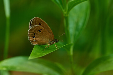 Brauner Waldvogel (Aphantopus hyperantus)	