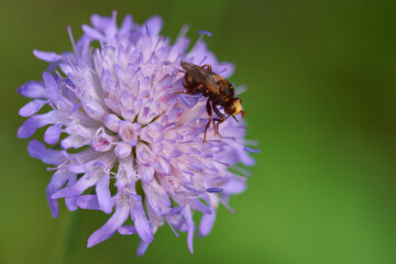 Gemeine Breitstirnblasenkopffliege auf einer Blüte der Acker-Witwenblume