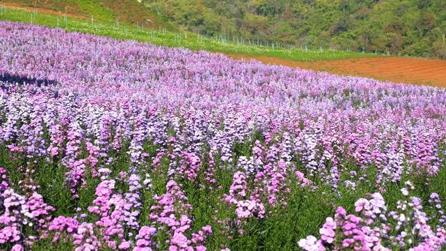 Field of violet margaret flowers in hot summer day. Blooming purple flowers. Nobody nature landscape.