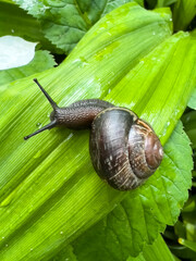 Snail on a bright green leaf, dew drops, close-up, macro photography, snail body texture
