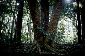神々しい光　神々しい自然