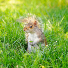 Squirrel in the grass. North American rodent in the park.
