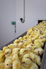 new born chickens on conveyor belt, industrial poultry breeding farm