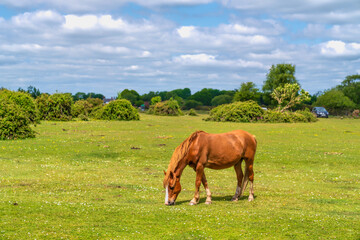New Forest Park Hants England Uk with pony grazing