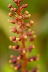 Tropical Pitcher-Plants Genus Nepenthes flower macro
