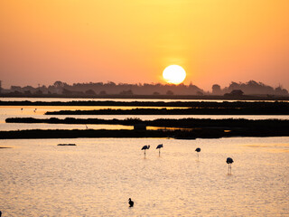 Flamingos and birds in lagoons in the Ebro delta in Catalonia during sunrise. 