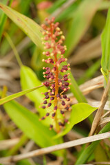 Tropical Pitcher-Plants Genus Nepenthes flower macro