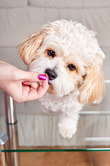 Girl feeding dry food a beige Maltipoo puppy on a glass table in the room