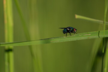 Common green bottle fly on a blade of grass