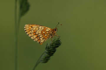 Heath fritillary butterfly on a plant