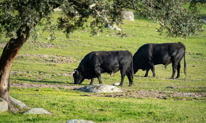 Massive dark black bulls profile view over the grass