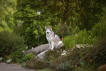 Portrait of an Alaskan Malamute dog sitting on a stone