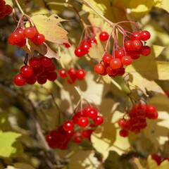 Red viburnum branch in the garden. Clusters of red berries. Yellow autumn leaves, close-up. Ripe autumn berries.