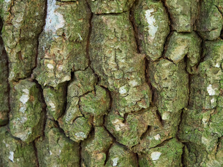 Texture of tree bark, macrophoto. Full-frame image of tree bark, background.