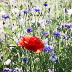 Spring flowers cornflower with poppy and green foliage