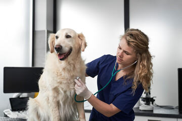 Caucasian female vet examine the dog in the office